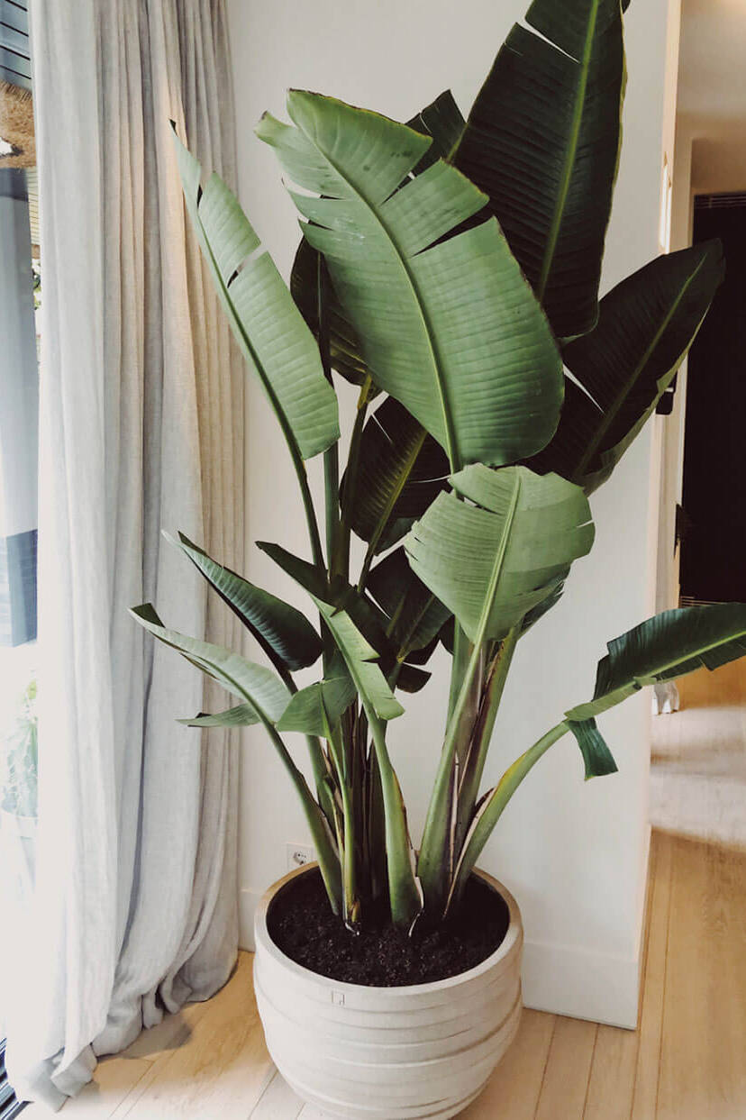 The-Garden-Store-Tuinstyling-Interieurstyling-Plantstyling-plant-pot